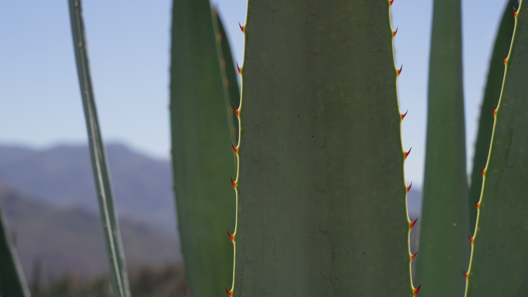 Origen Raíz del Espíritu - Mezcal Chacaleño