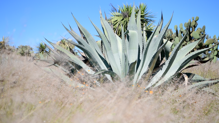 Origen Raíz del Espíritu - Mezcal Cenizo