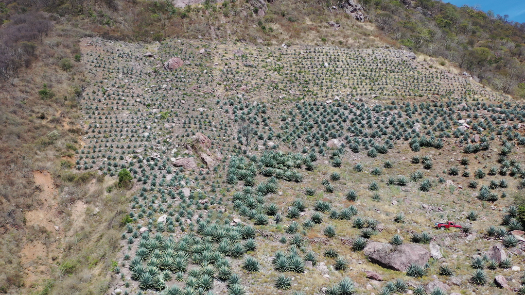 Origen Raíz del Espíritu - Mezcal Chacaleño